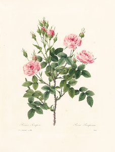 Rosa Pomponia, vyrytá Victorem, z 